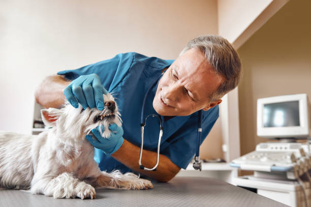 Best Emergency Tooth Extraction in Claypool, AZ